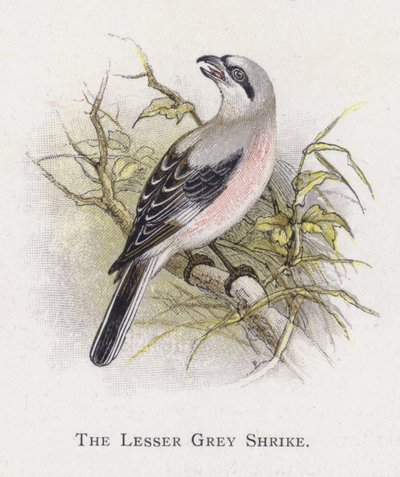 Der Kleine Graue Würger von Alexander Francis Lydon